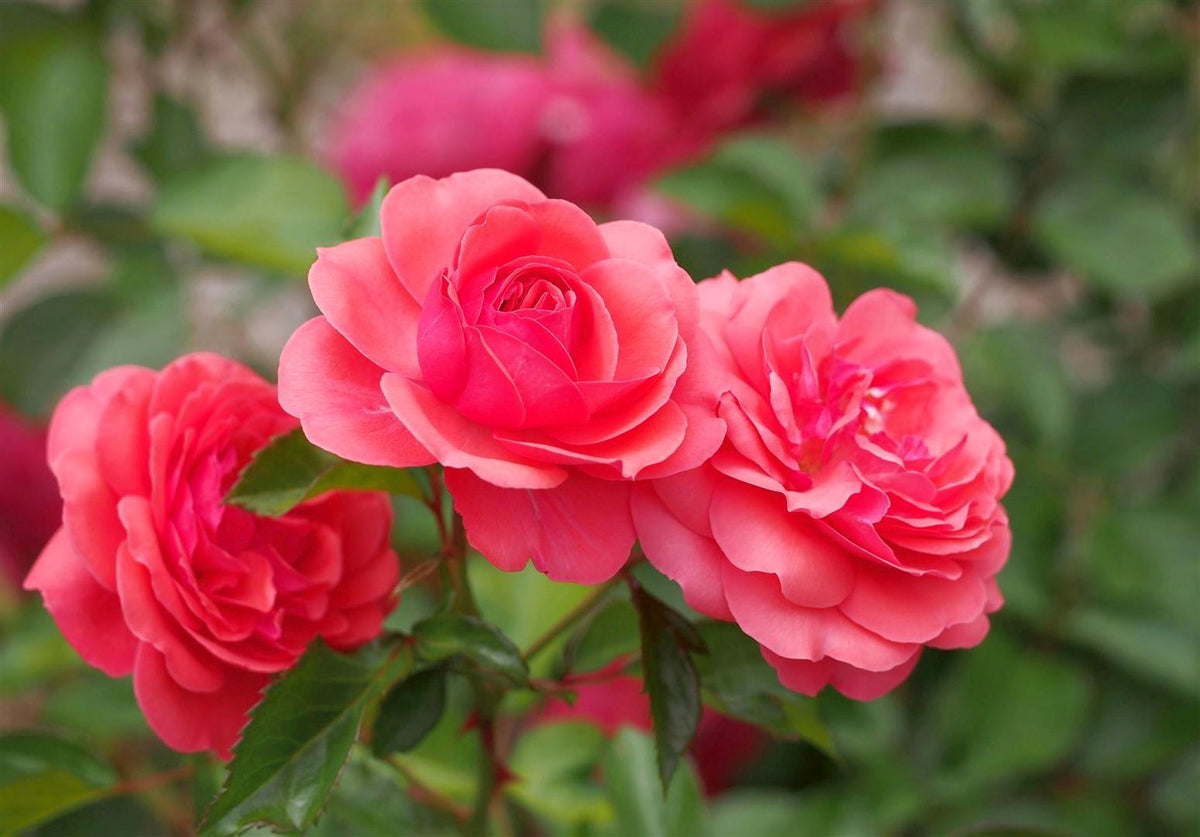 Rosa (F) &