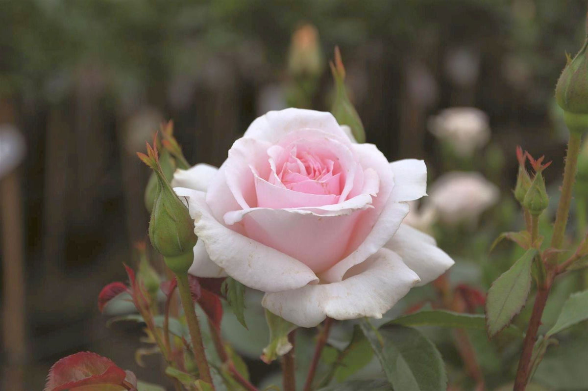 Rosa &
