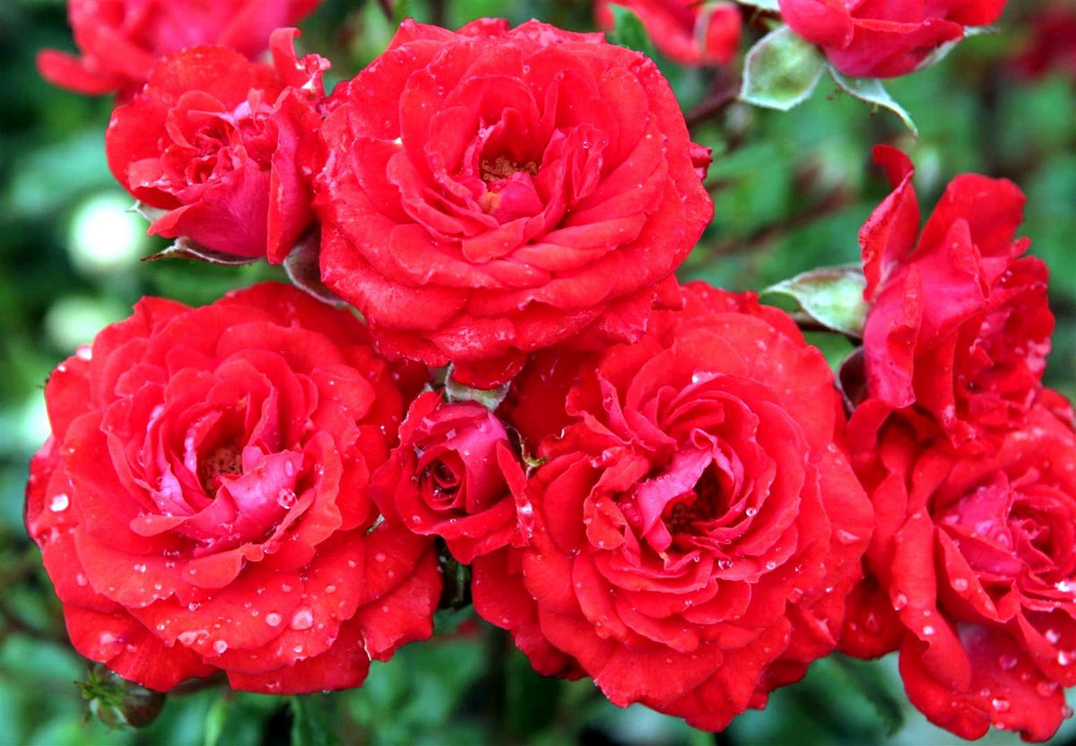 Rosa (M) &