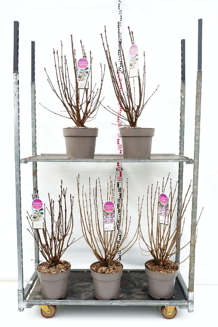 Syringa i sorter C10 (10 liters kruka) 70-90 cm