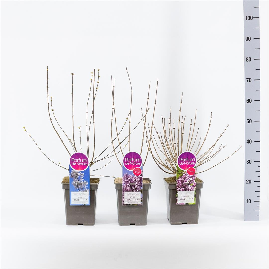 Syringa (Dvärgsyren i sorter) C5 (5 liters kruka) 30-50 cm