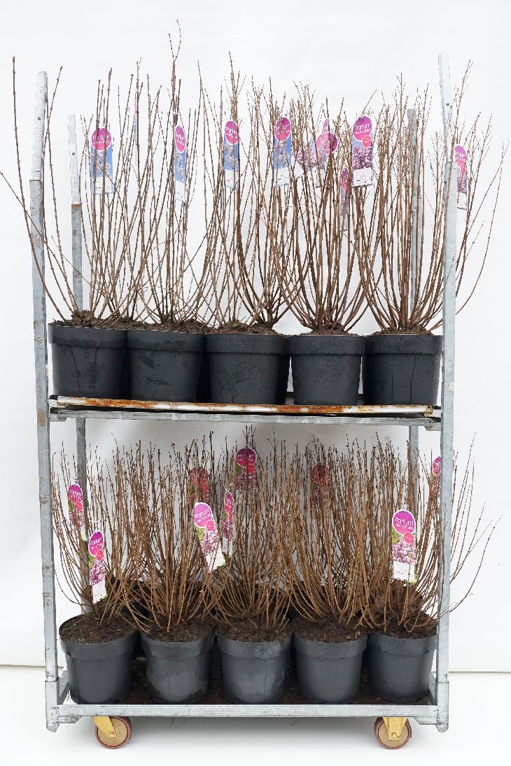Syringa (Dvärgsyren) i sorter C10 (10 liters kruka) 70-90 cm