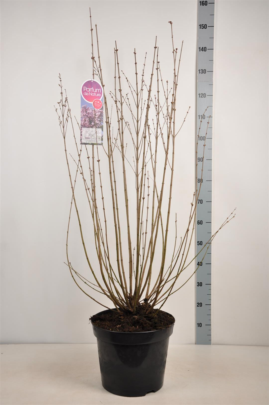Syringa &
