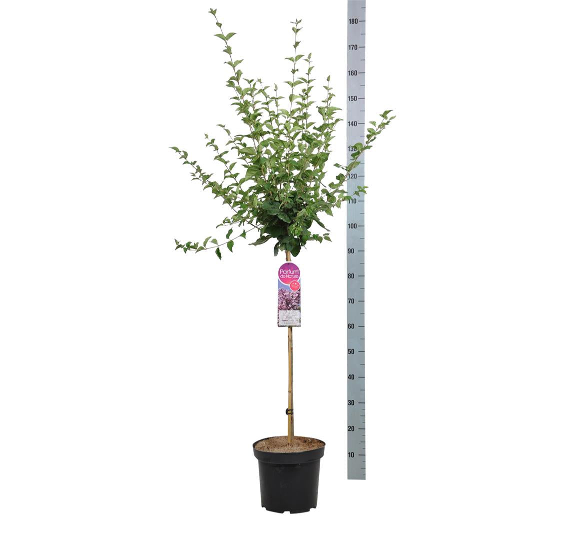 Syringa &