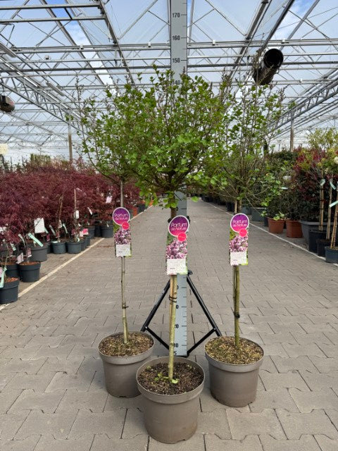 Syringa meyeri &