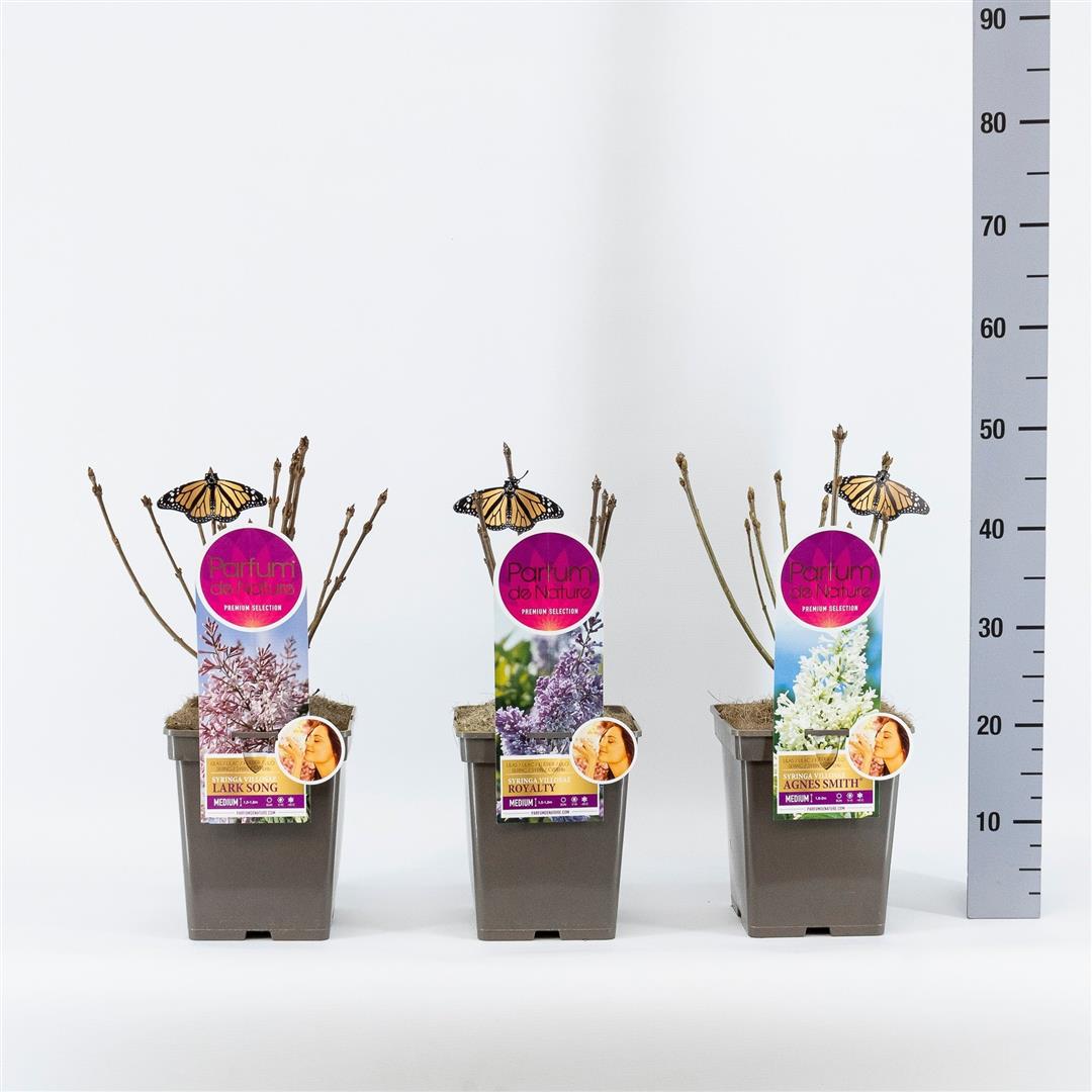 Syringa mix Premium Medium C5 (5 liters kruka) 30-50 cm