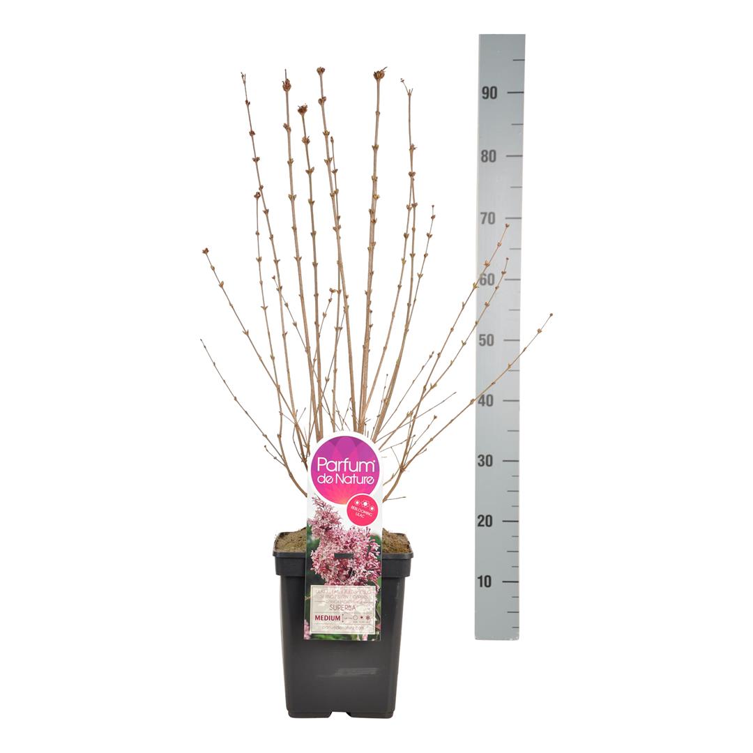 Syringa microphylla &