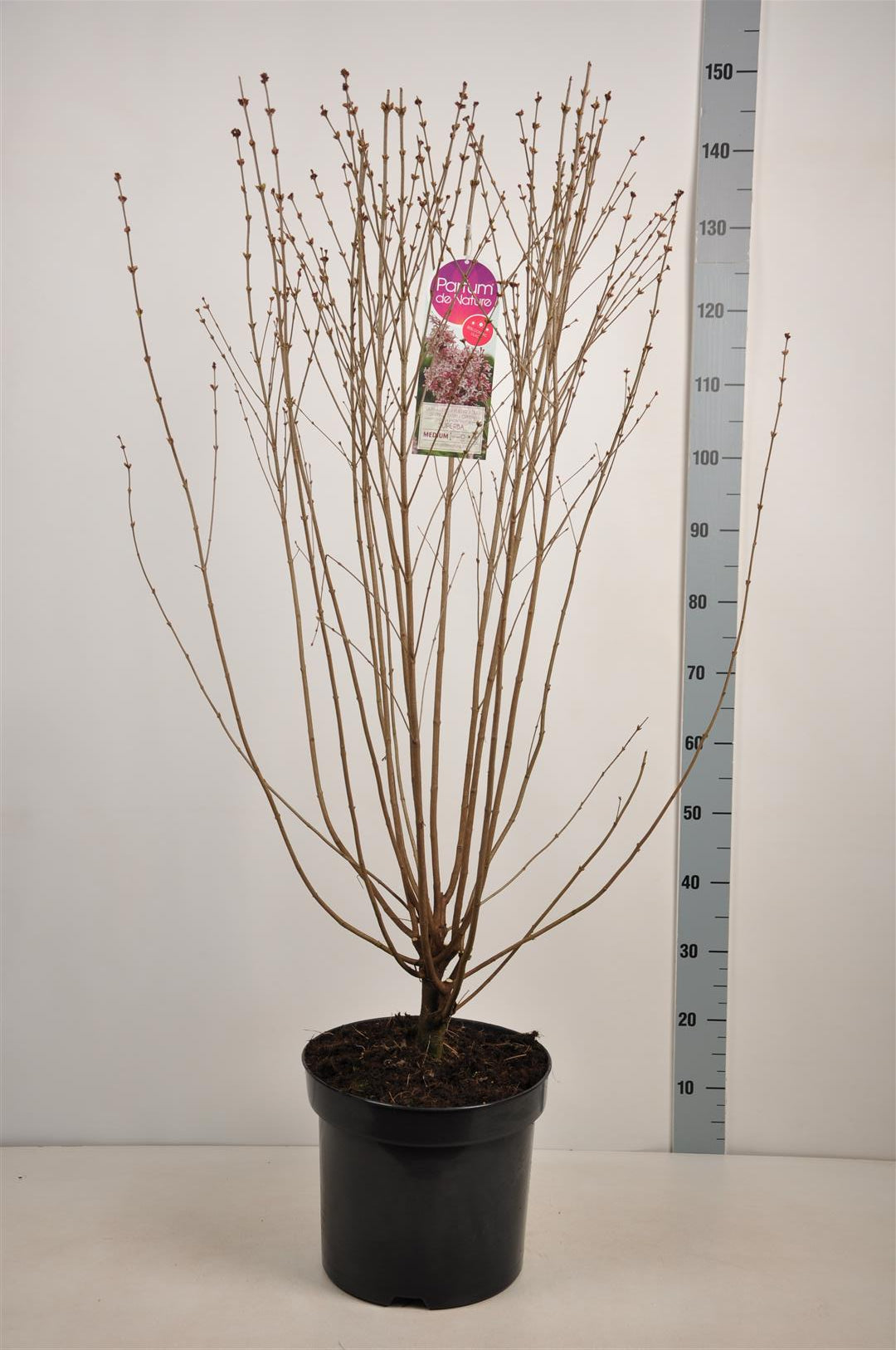 Syringa microphylla &