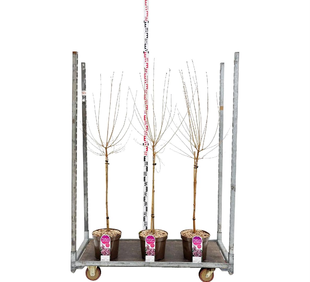 Syringa microphylla &