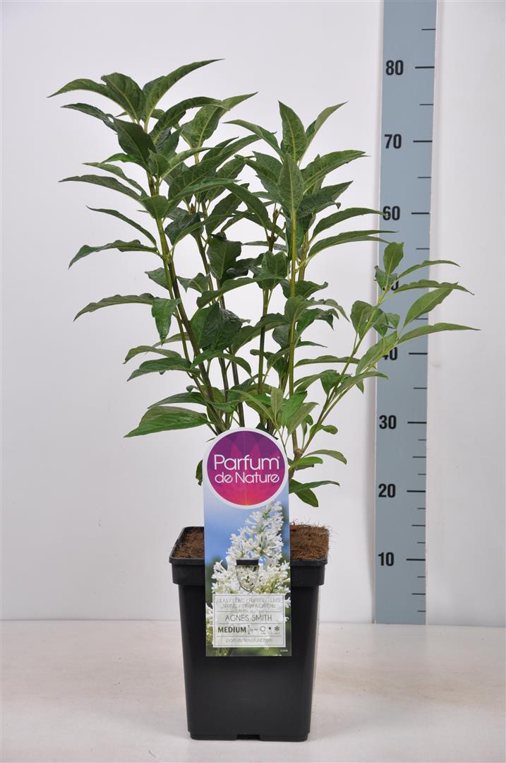 Syringa &