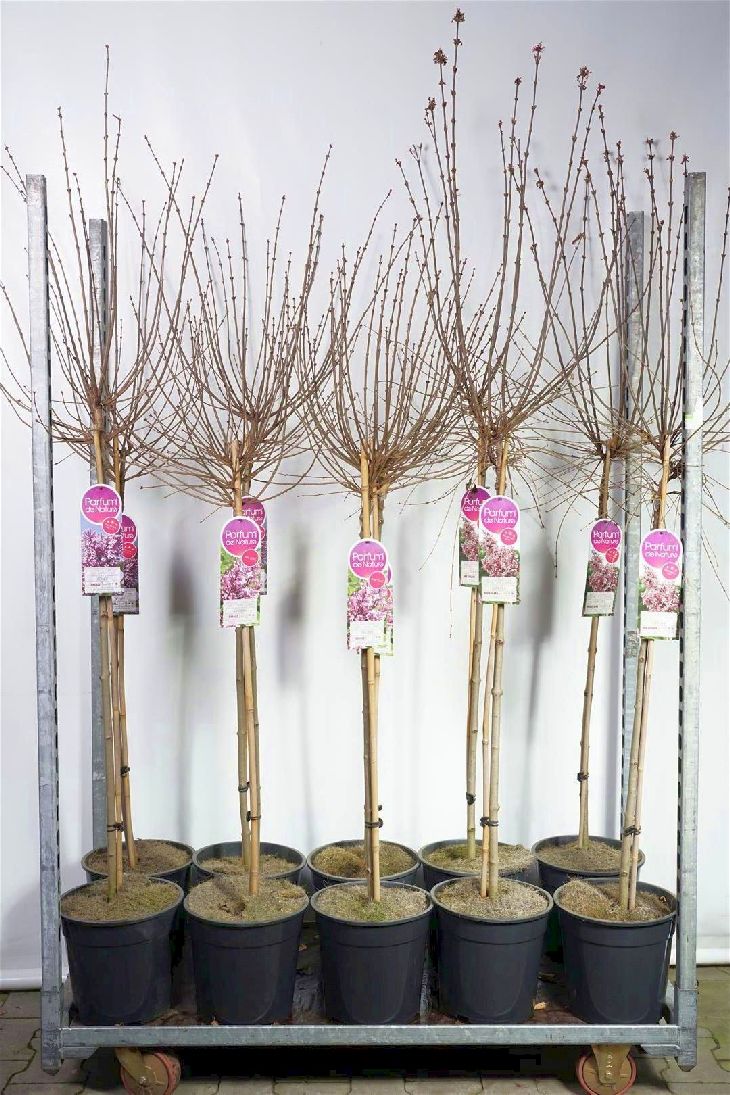 Syringa i sorter 90 cm stam C10 (10 liters kruka)
