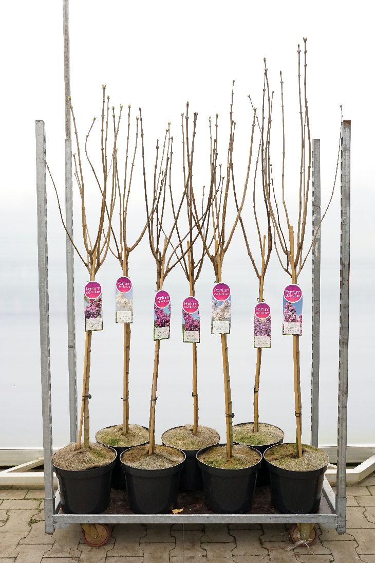 Syringa i sorter 90 cm stam, C12 (12 liters kruka)