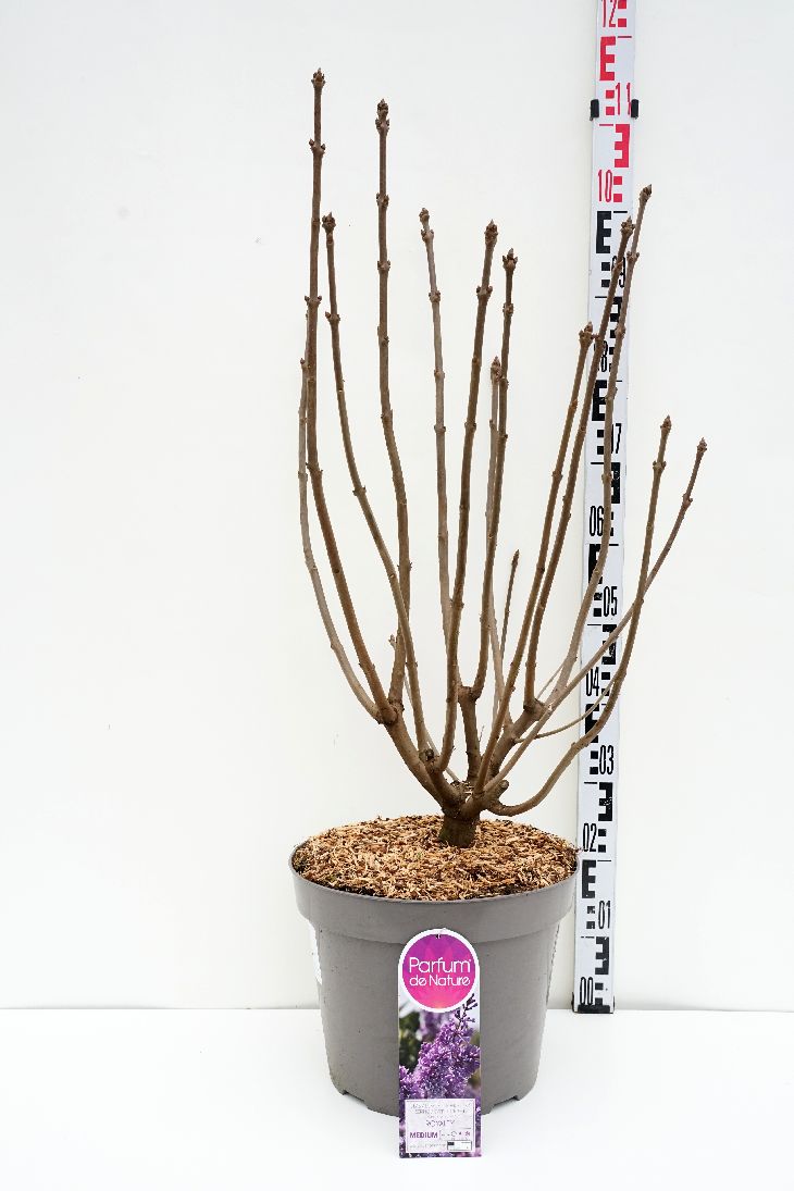 Syringa (V) &