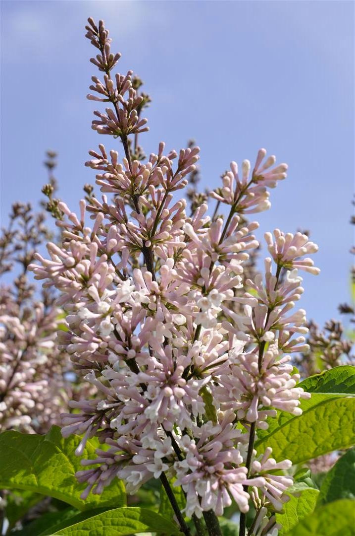 Syringa (V) &