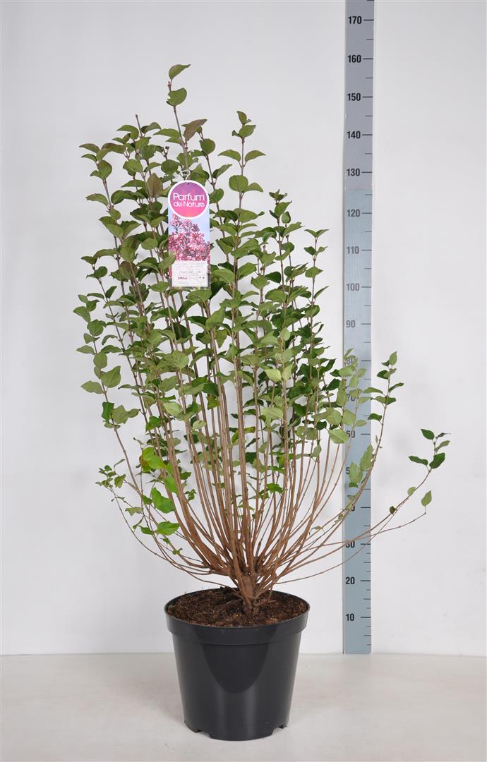 Syringa &