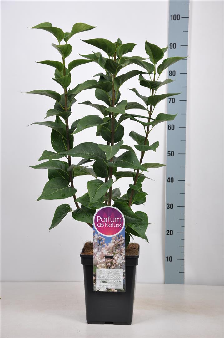 Syringa vulgaris &