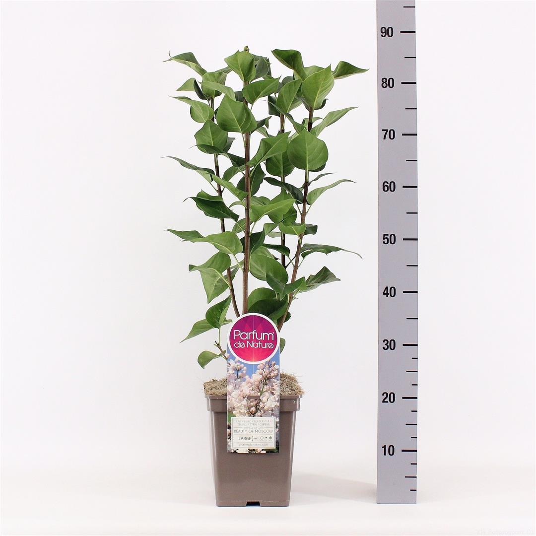 Syringa v. &