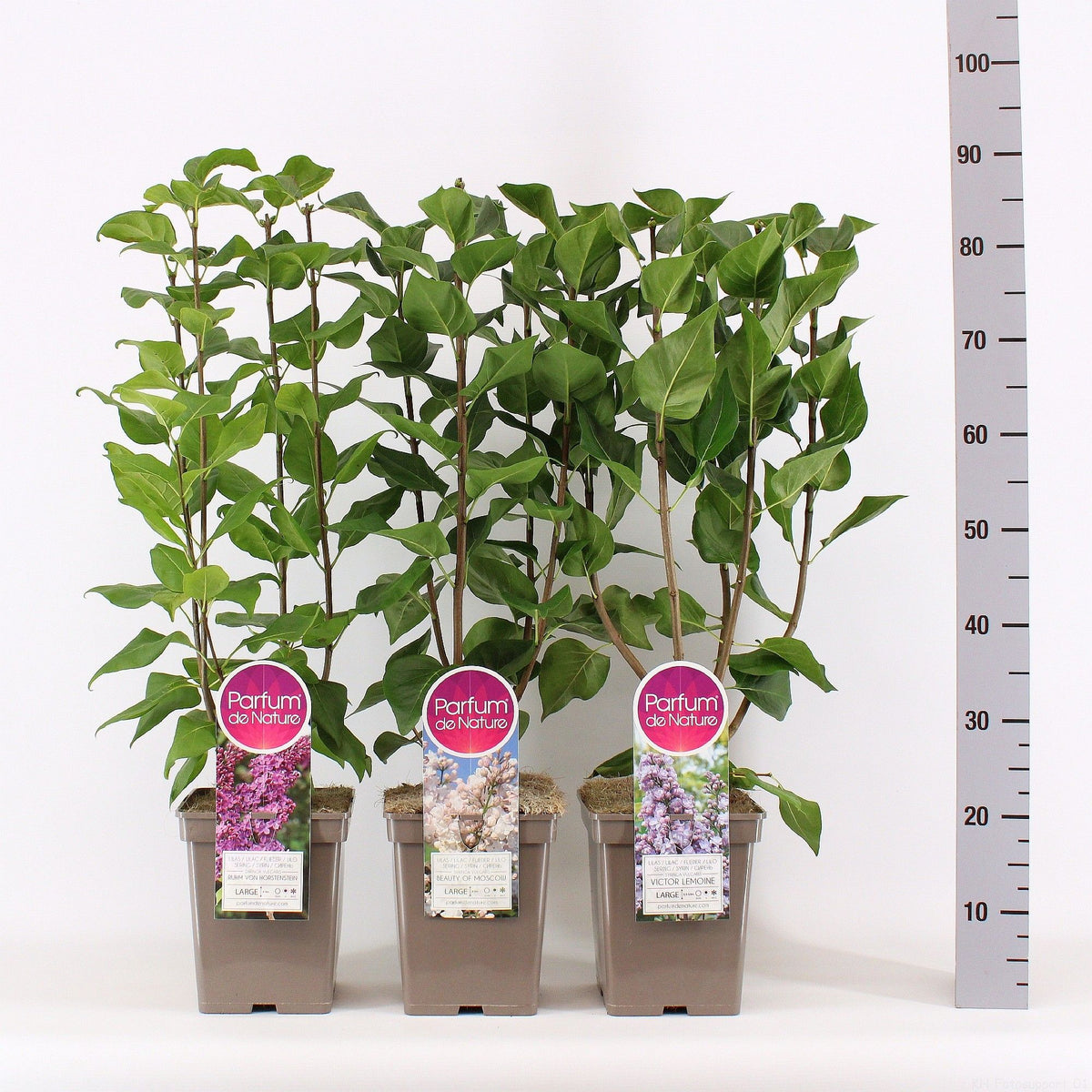 Syringa vulgaris i sorter C5 (5 liters kruka) / 23 cm kruka 50-70 cm