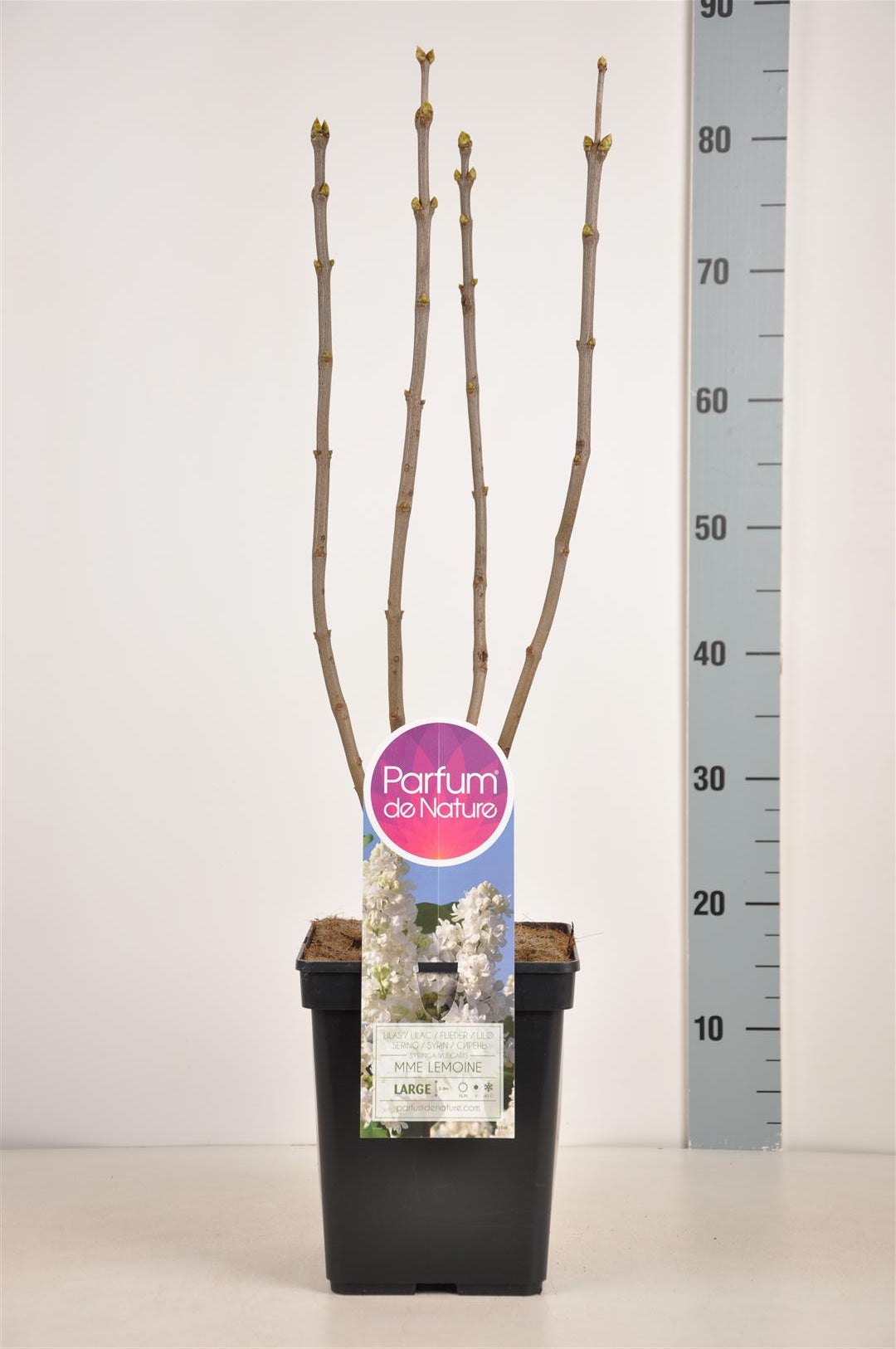 Syringa vulgaris &