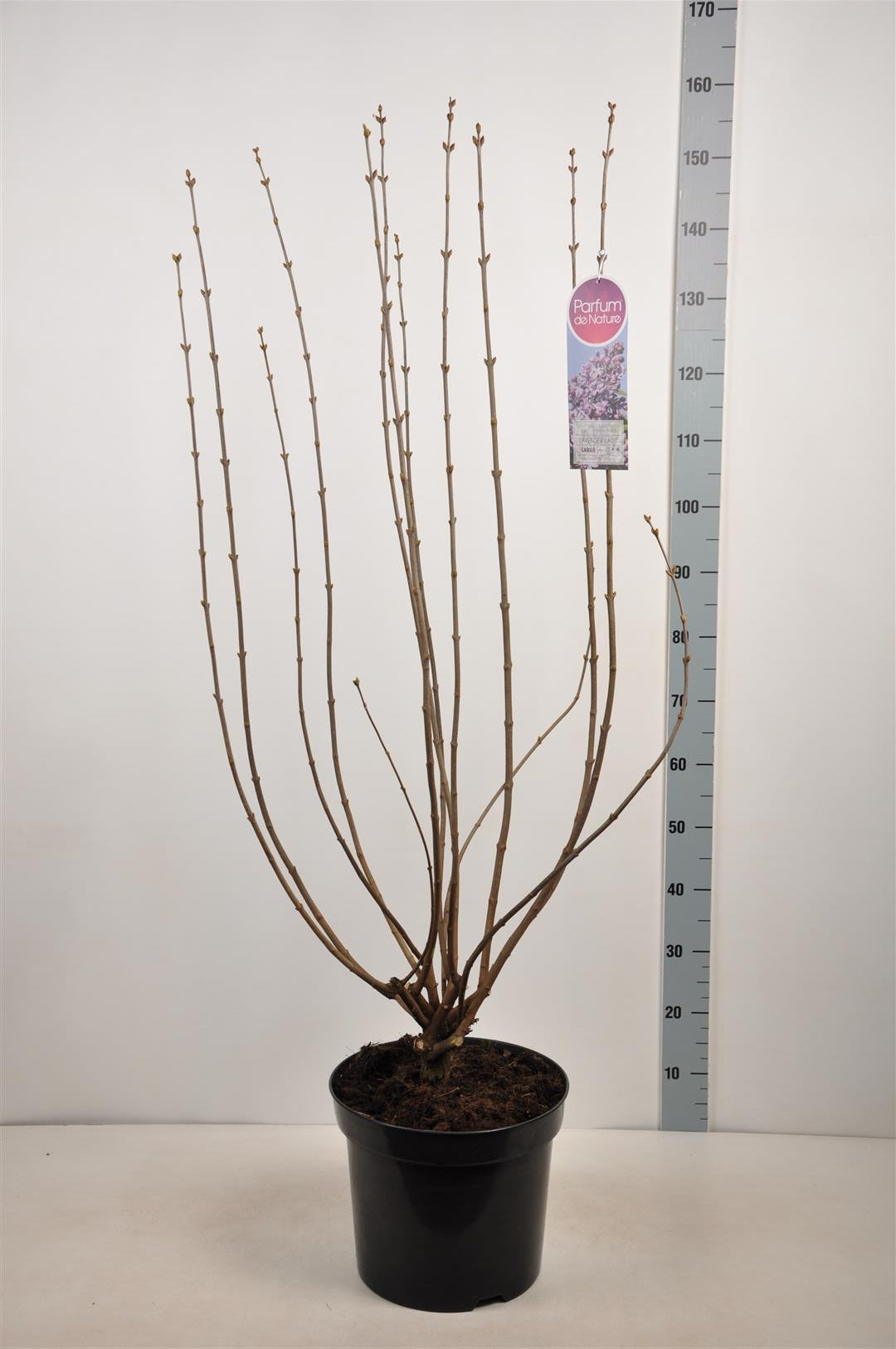 Syringa v. &