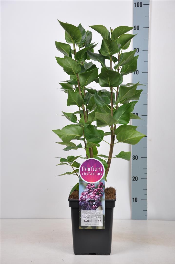 Syringa vulgaris &