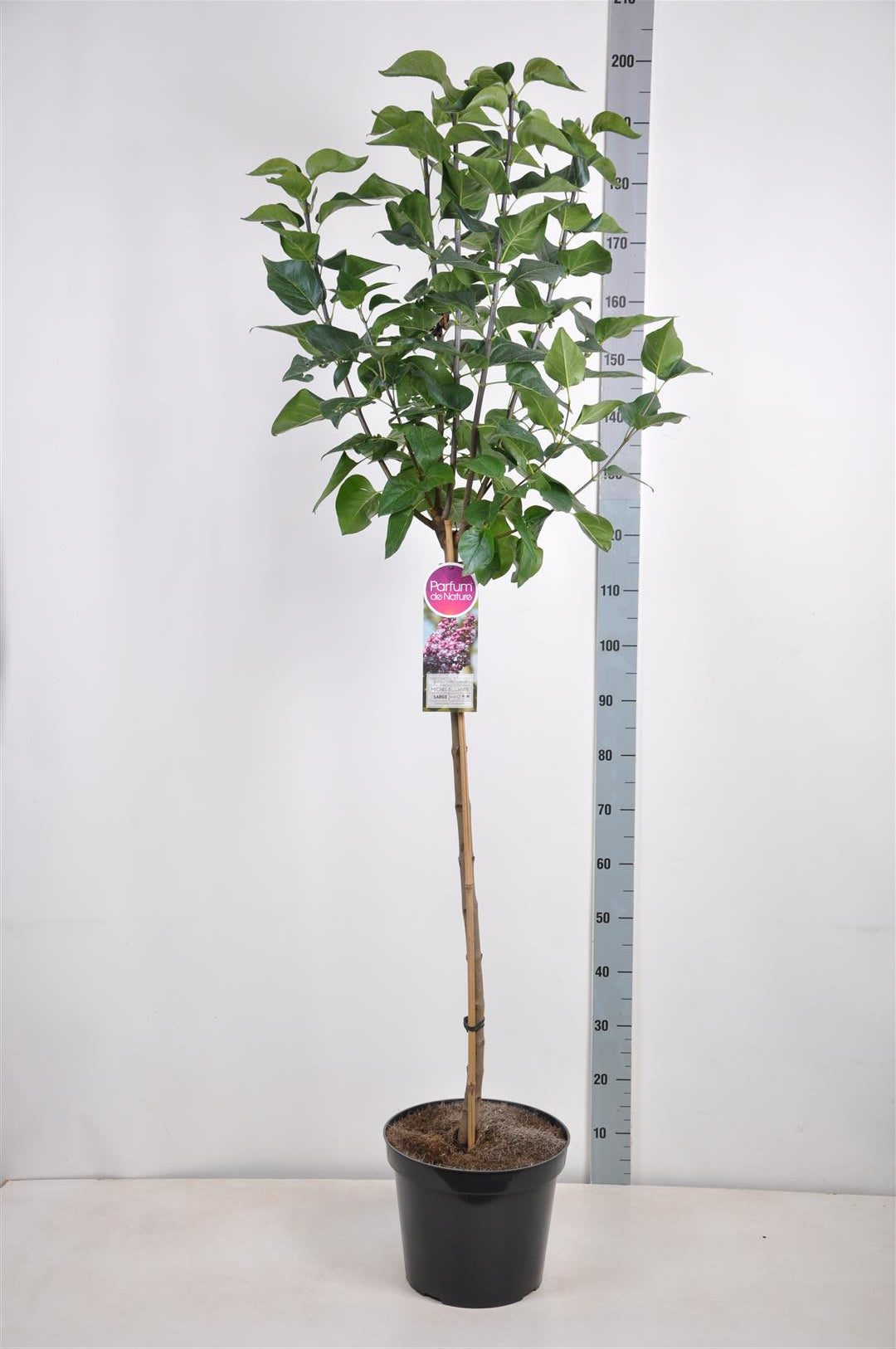 Syringa vulgaris &