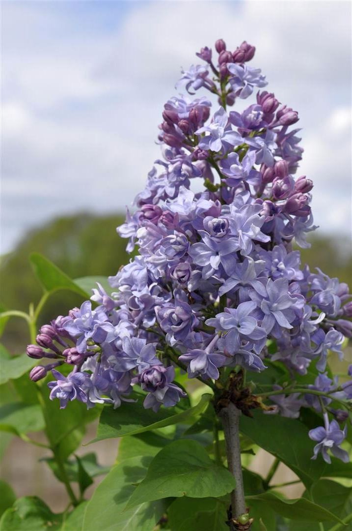 Syringa vulgaris &