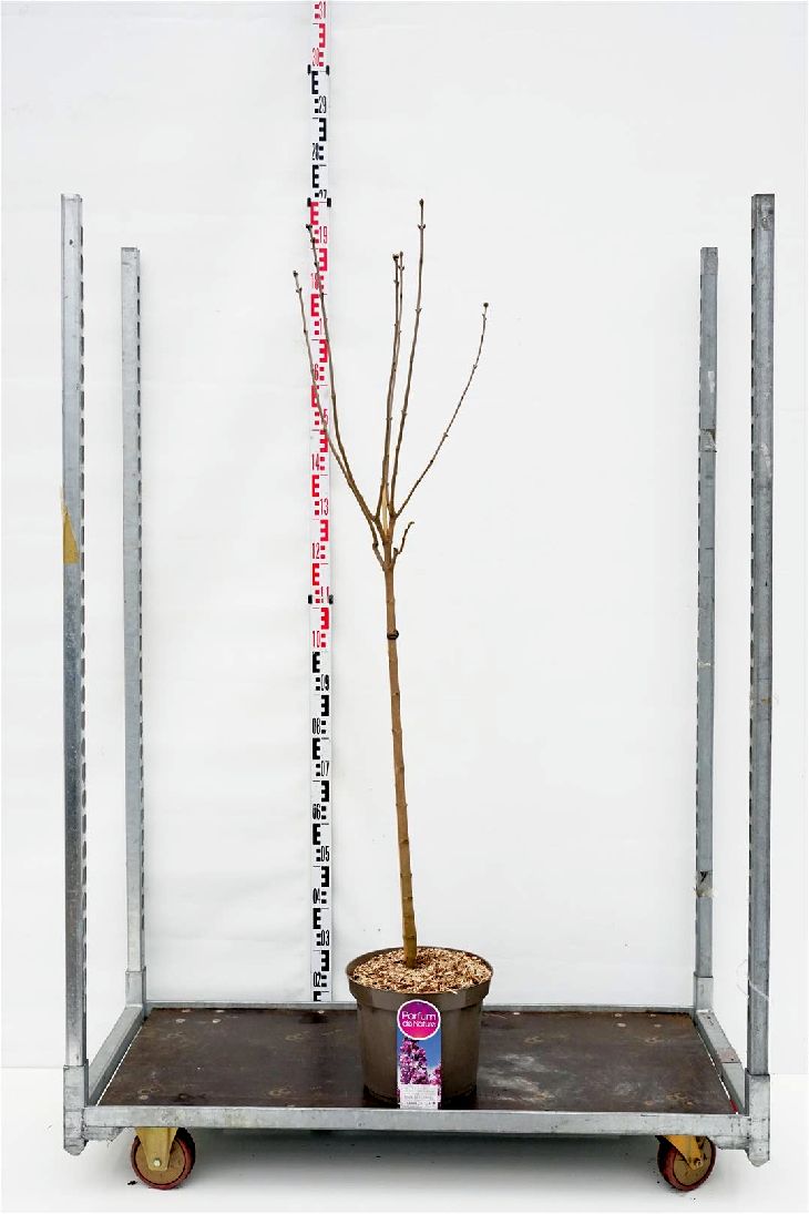 Syringa vulgaris &
