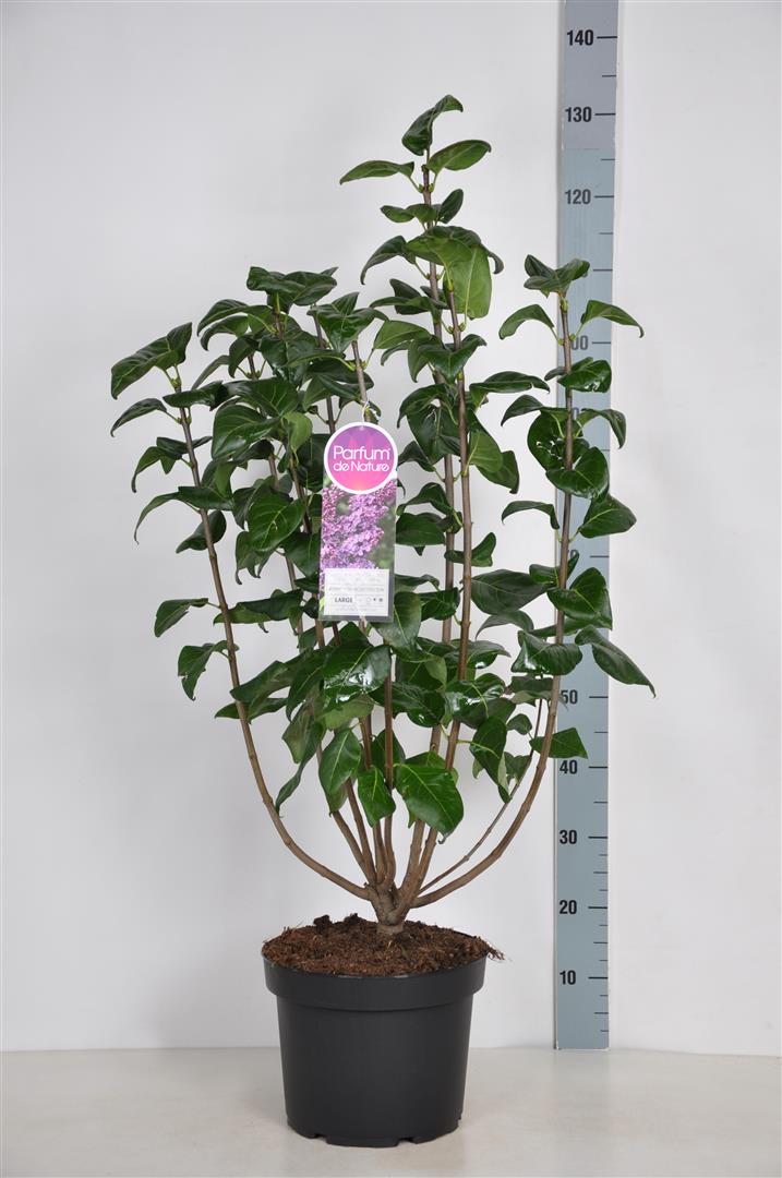 Syringa vulgaris &