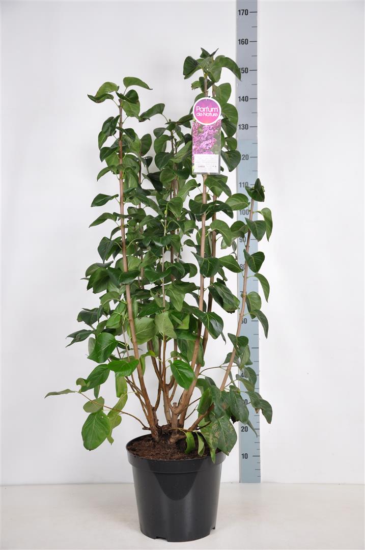 Syringa v. &