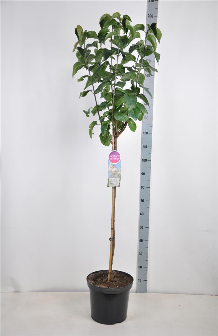 Syringa v. &