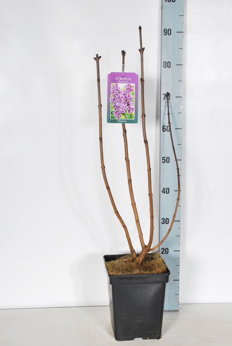 Syringa v. &