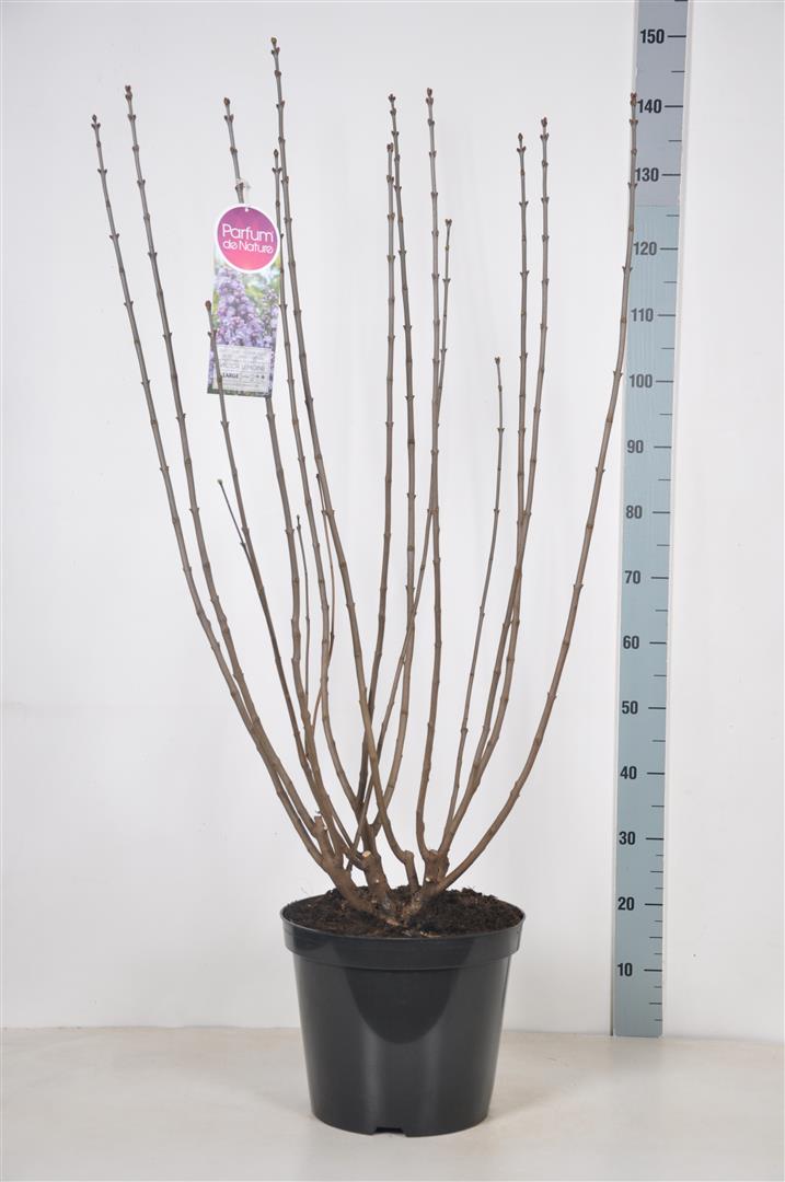 Syringa vulgaris &