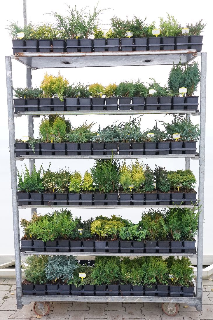 Barrväxter i olika sorter – Ungplantor i 9 cm kruka
