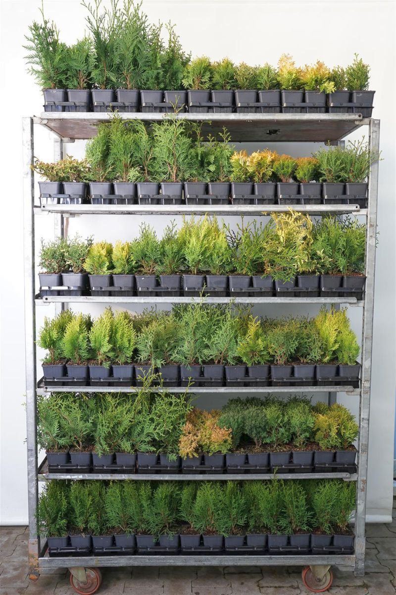 Thuja i sorter P9 (9 cm kruka) småplantor