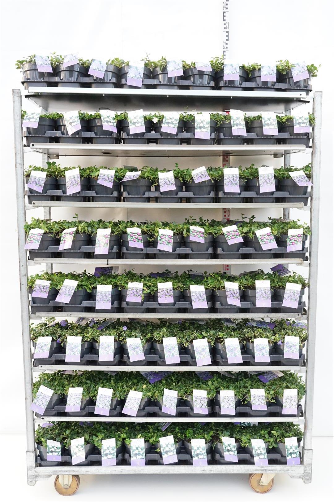 Vinca i sorter C1,5 (1,5 liters kruka)
