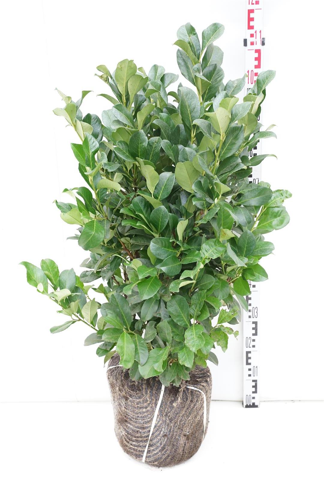 Prunus laurocerasus &