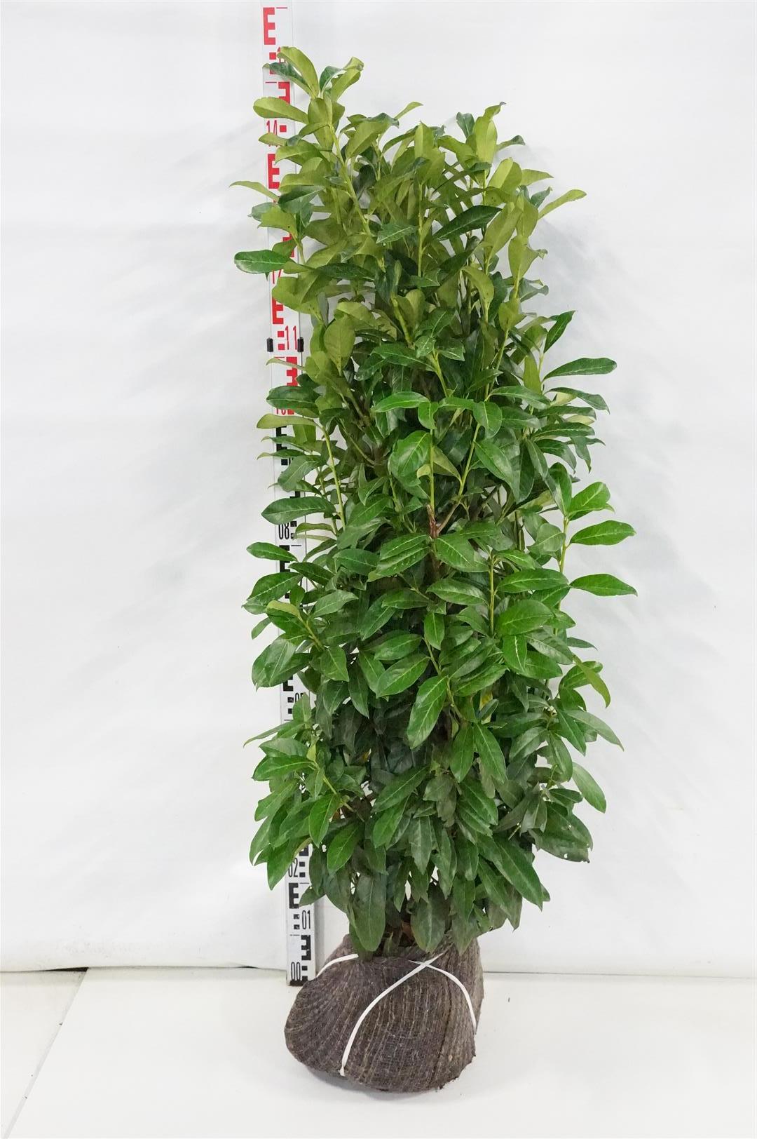 Prunus laurocerasus &