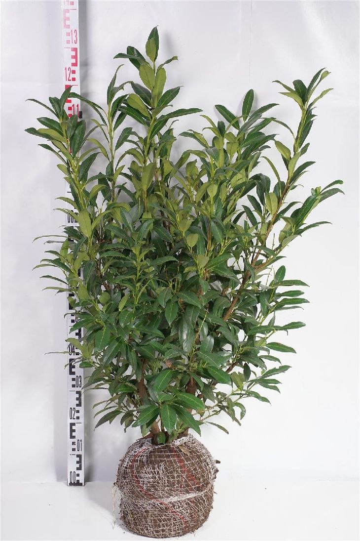 Prunus laurocerasus &
