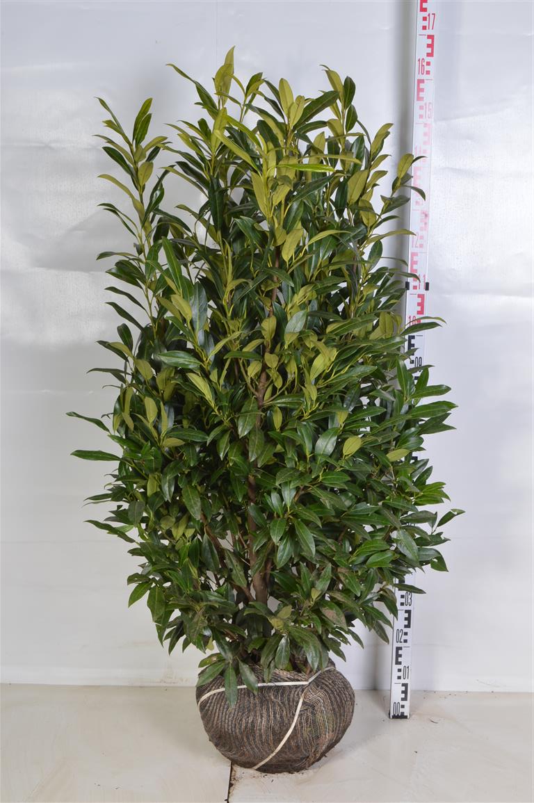 Prunus laurocerasus &