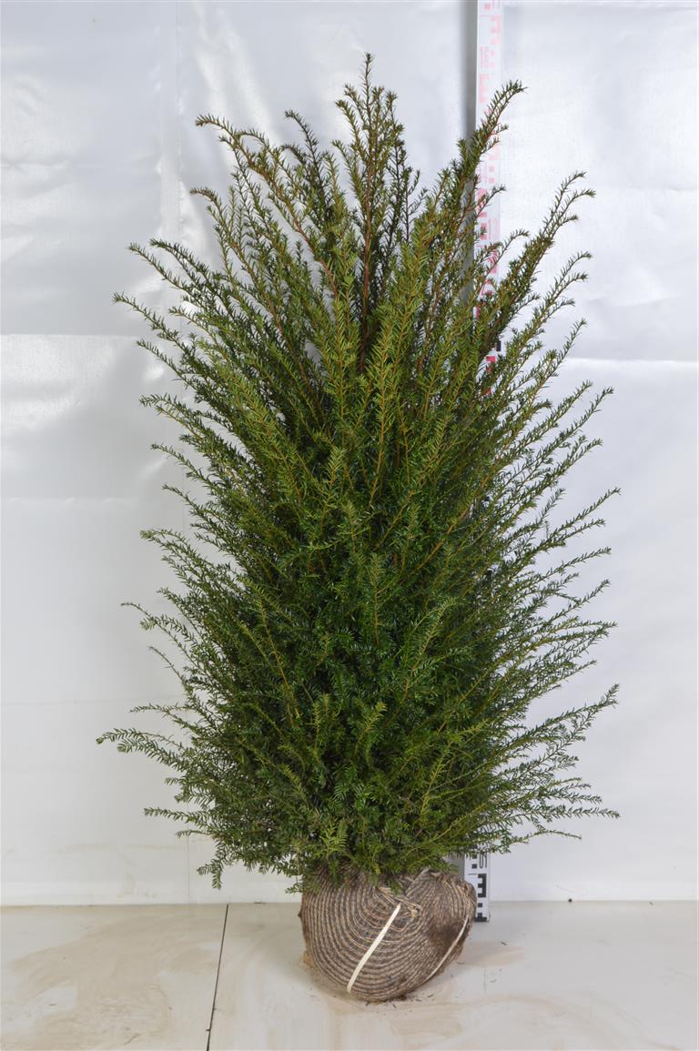 Taxus baccata 100-120 cm rotklump