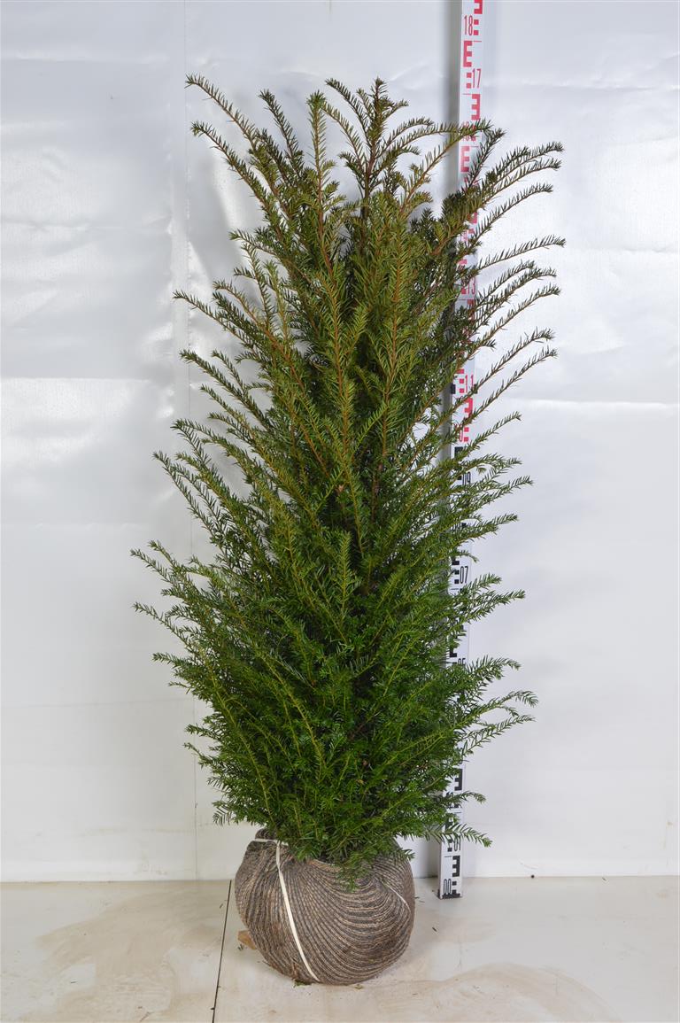 Taxus baccata 120-140 cm rotklump