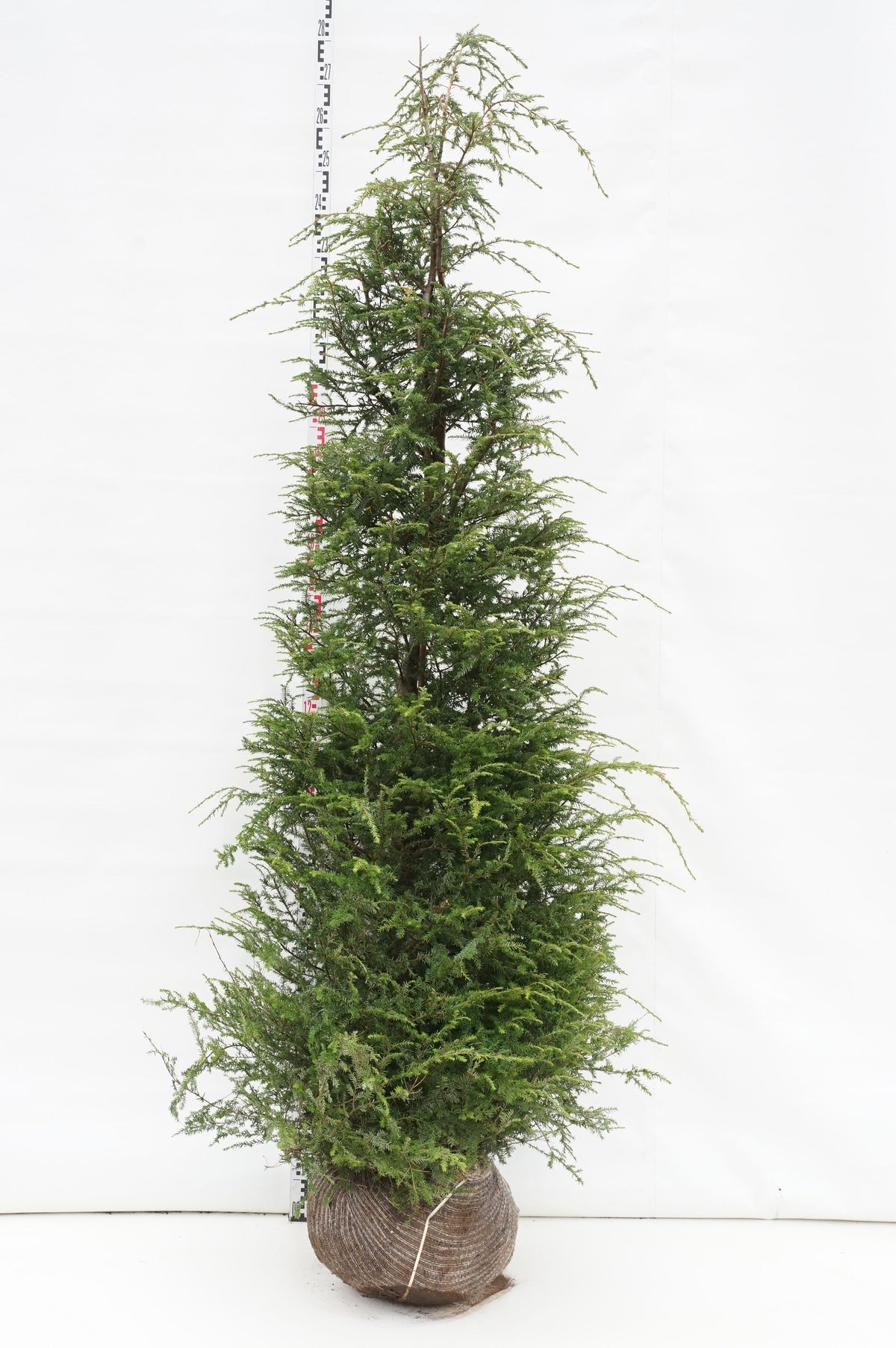 Tsuga canadensis 200-225 cm med rotklump