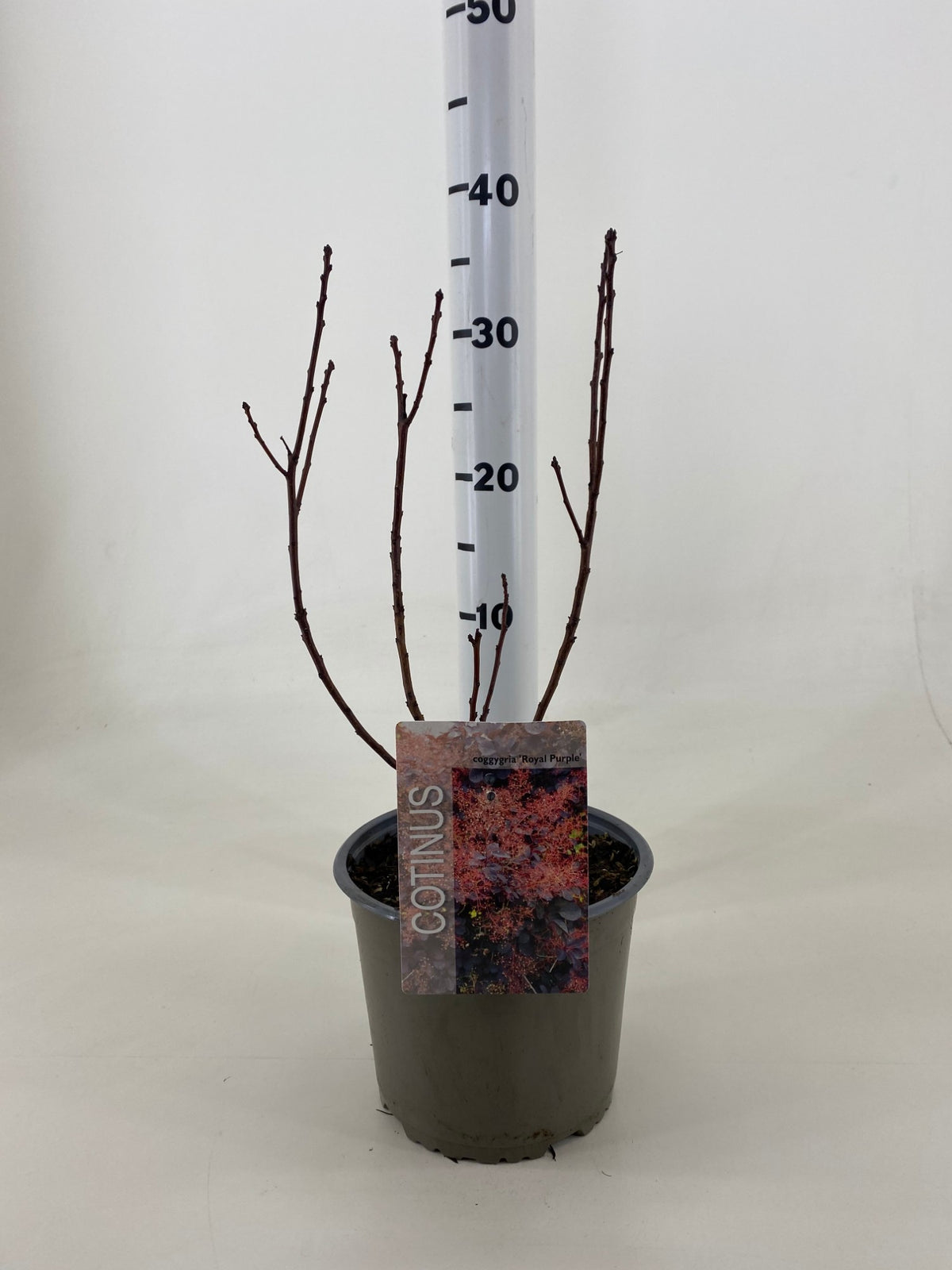 Cotinus cogg. &
