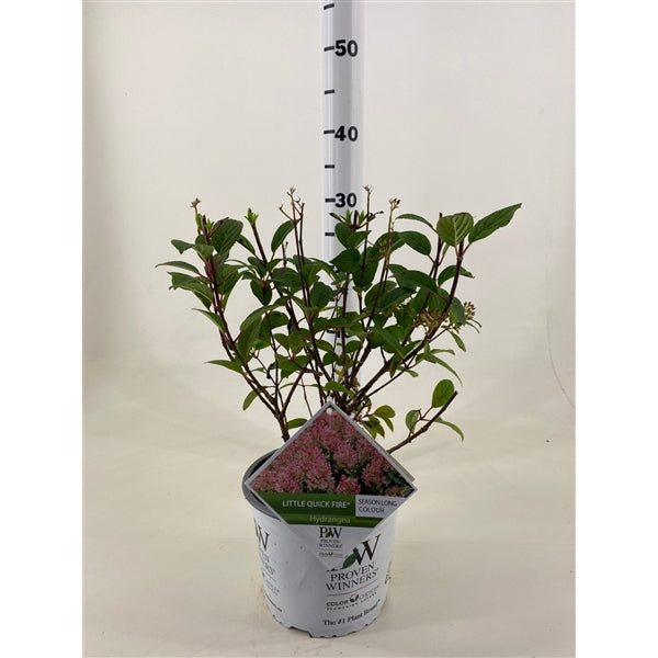 Hydrangea paniculata &