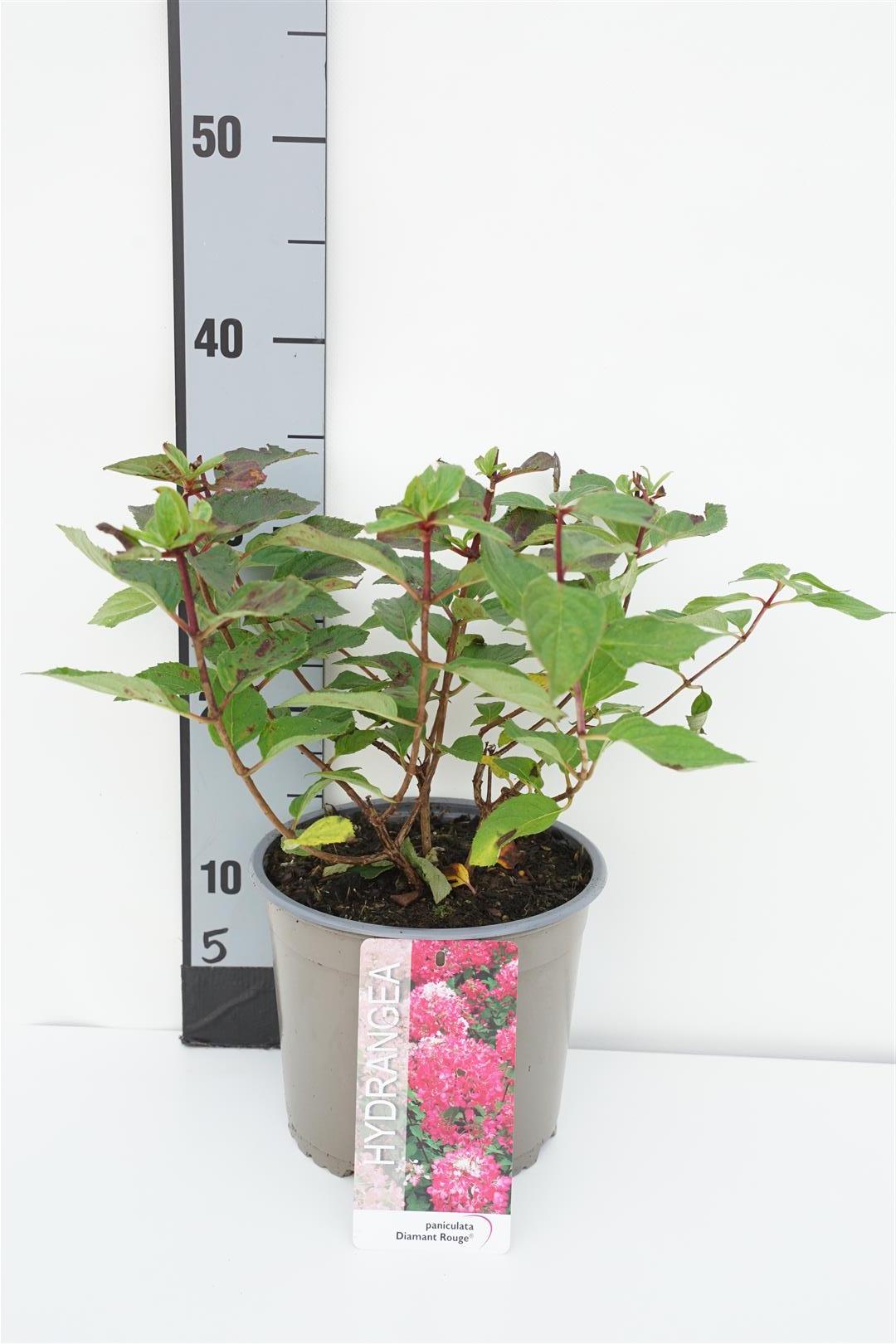 Hydrangea pan. &