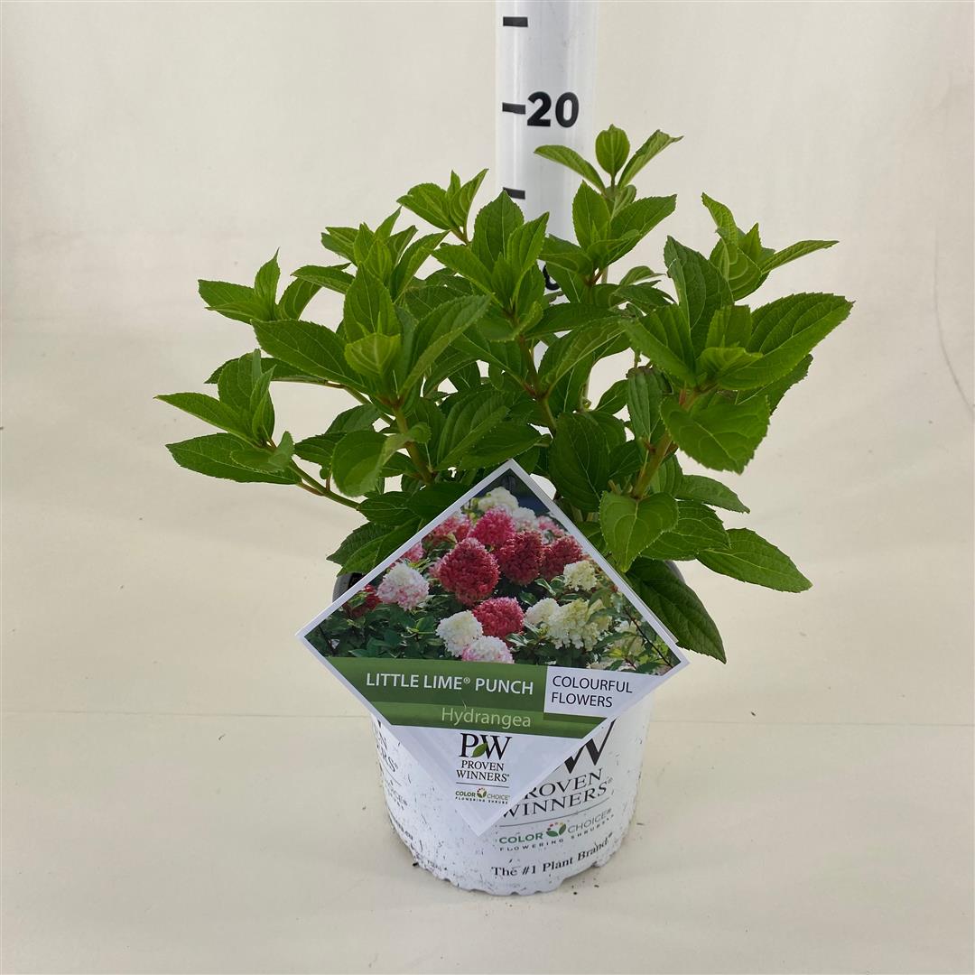 Hydrangea pan. &