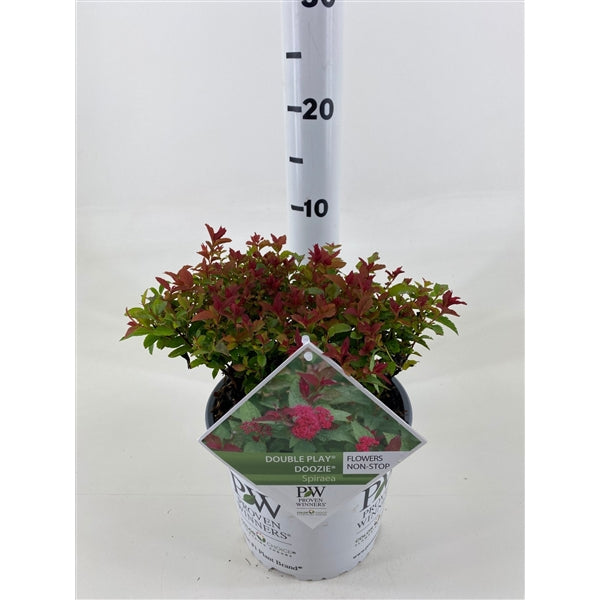 Spiraea japonica &
