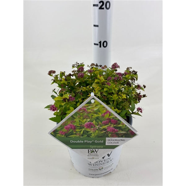 Spiraea japonica &
