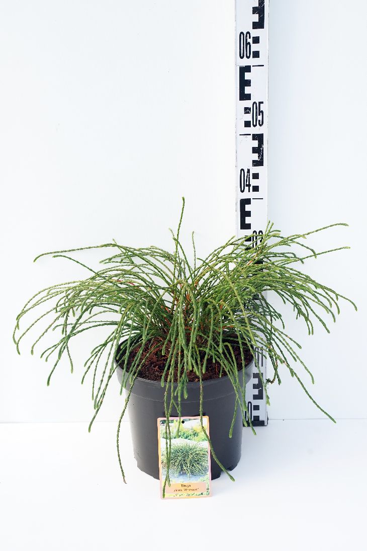 Thuja plicata &